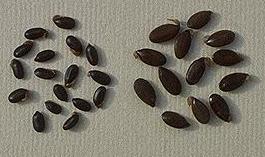 Treated Acacia seed