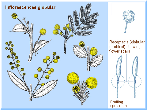 Globular inflorescences