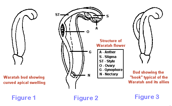Flower Structure Diagram
