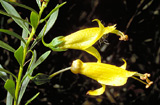 Eremophila maculata 'yellow'