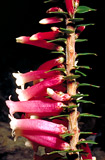 Epracis longiflora