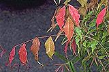 Waterhousia unipunctata