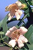 Eremophila bignonifolia