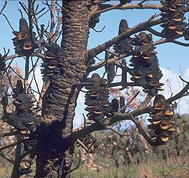 Banksia serrata - burnt cones