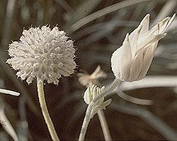 Flannel Flower seeds