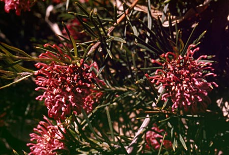 銀樺confertifolia