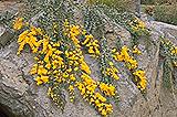 Acacia 'Austraflora Cascade'