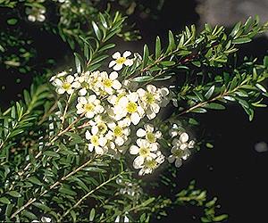 Babingtonia bidwillii