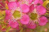 Leptospermum 'Tickled Pink'