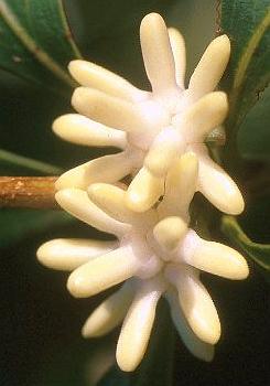 Eidothea hardeniana - flowers