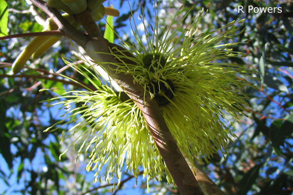 Eucalyptus conferruminata