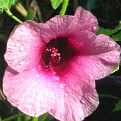 Hibiscus diversifolius - maroon