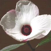 Hibiscus heterophyllus - white