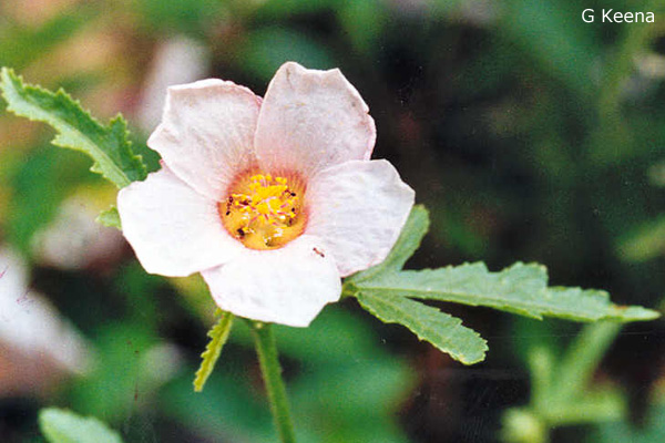 Hibiscus trionum var vesicarius