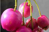 Syzygium oleosum - fruit