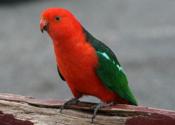 Australian King Parrot (male)