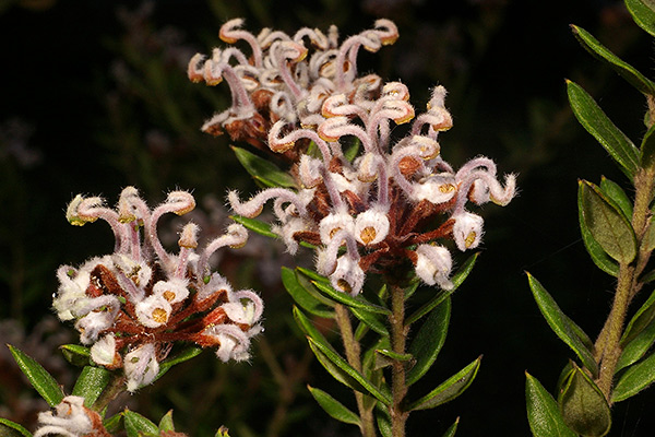 銀樺buxifolia
