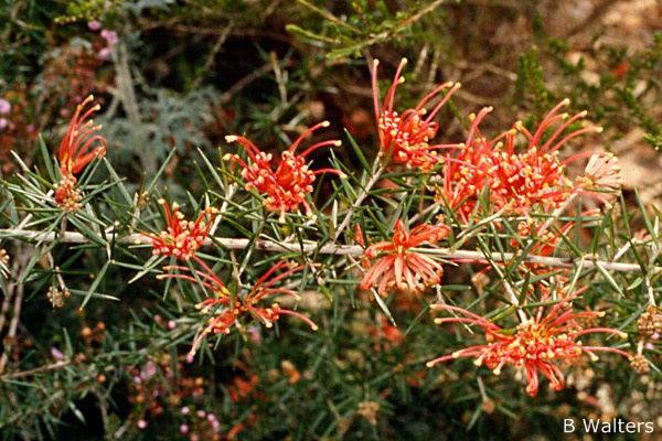 銀樺juniperina - 紅色形式