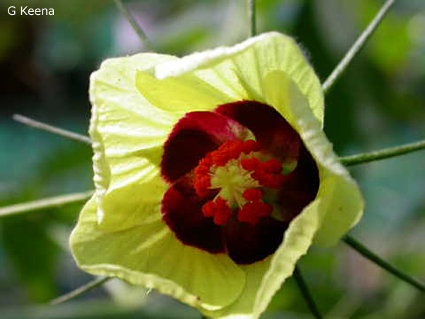 Hibiscus pentaphyllus